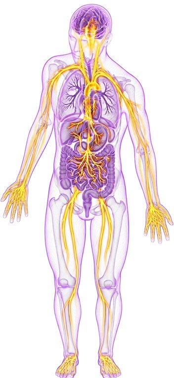 TVM vagus nerve anatomical illustration